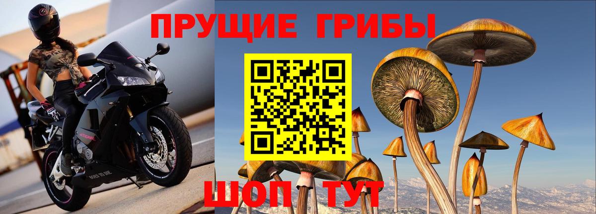 Псилоцибиновые грибы прущие грибы  Вход с VPN  Смоленск  Псилоцибиновые грибы Psilocybine cubensis 